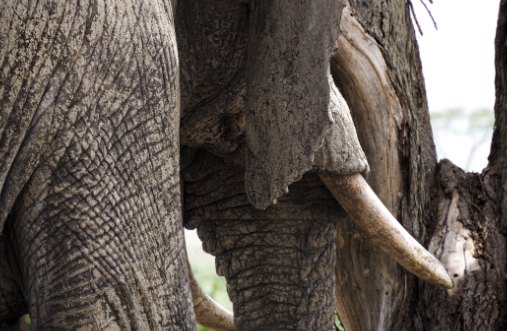 Elefant, Nahaufnahme von Rüssel und Stosszahn